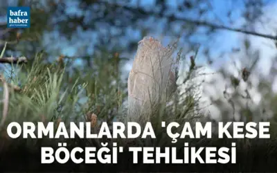 Ormanlarda ’çam kese böceği’ tehlikesi