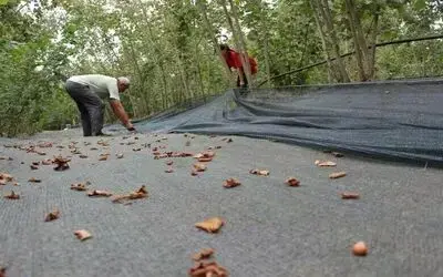 Fındıkta hasat filesi başvuruları başladı
