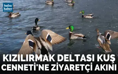 Kızılırmak Deltası Kuş Cenneti’ne ziyaretçi akını