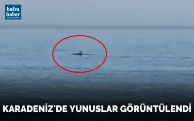 Karadeniz’de yunuslar görüntülendi