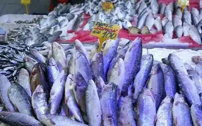 Tezgahların gözdesi somon ve istavrit
