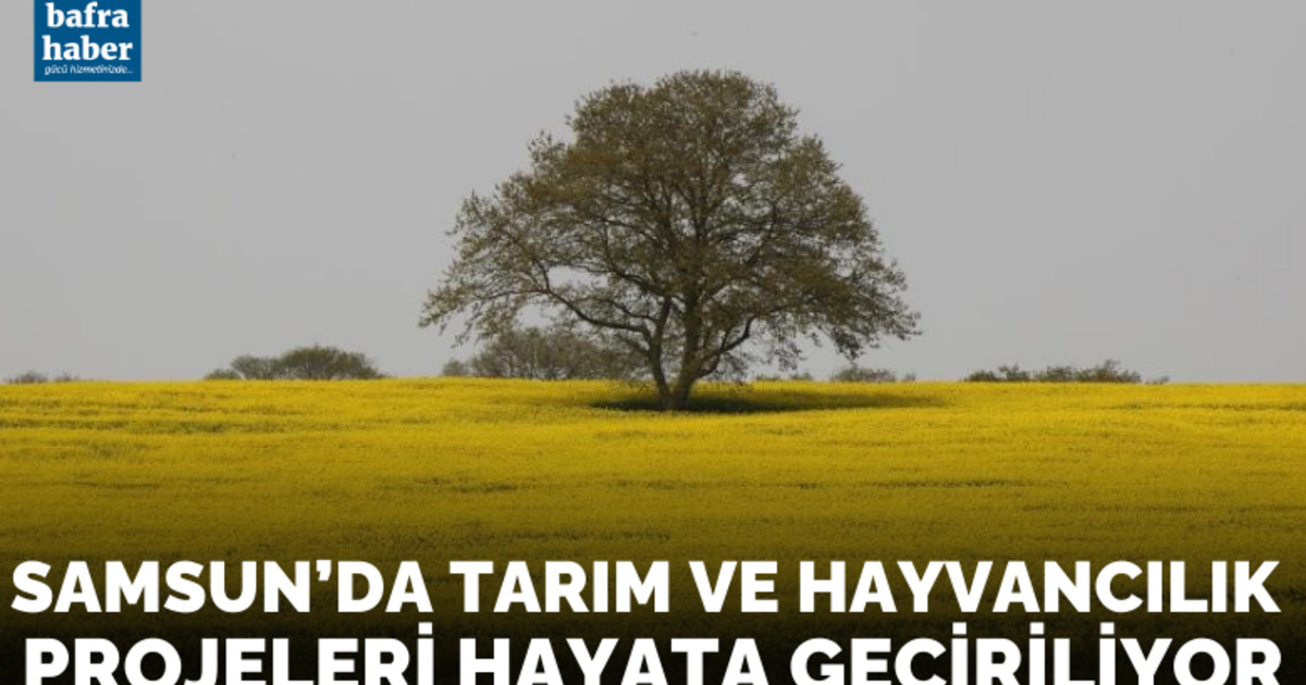 Samsun’da tarım ve hayvancılık projeleri hayata geçiriliyor