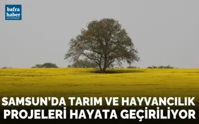 Samsun’da tarım ve hayvancılık projeleri hayata geçiriliyor