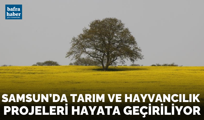 Samsun’da tarım vehayvancılık projeleri hayata geçiriliyor