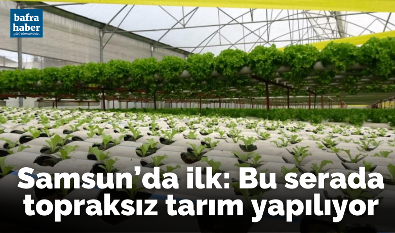 Samsun’da ilk: Bu serada topraksız tarım yapılıyor