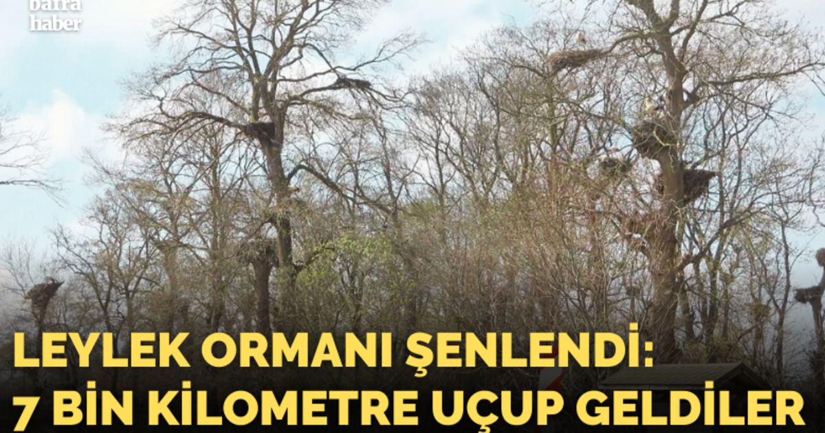 Leylek Ormanı şenlendi: 7 bin kilometre uçup geldiler