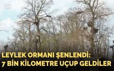 Leylek Ormanı şenlendi: 7 bin kilometre uçup geldiler