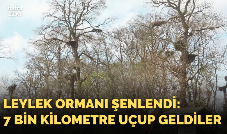 Leylek Ormanı şenlendi: 7bin kilometre uçup geldiler