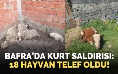 Bafra’da Kurt Saldırısı: 18 Hayvan Telef Oldu!
