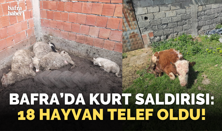Bafra’da Kurt Saldırısı: 18 Hayvan Telef Oldu! - Samsun’un Bafra ilçesine bağlı Altınova köyünde kurtların saldırısı sonucu 15 hayvan telef oldu, 7 hayvan da yaralandı. 