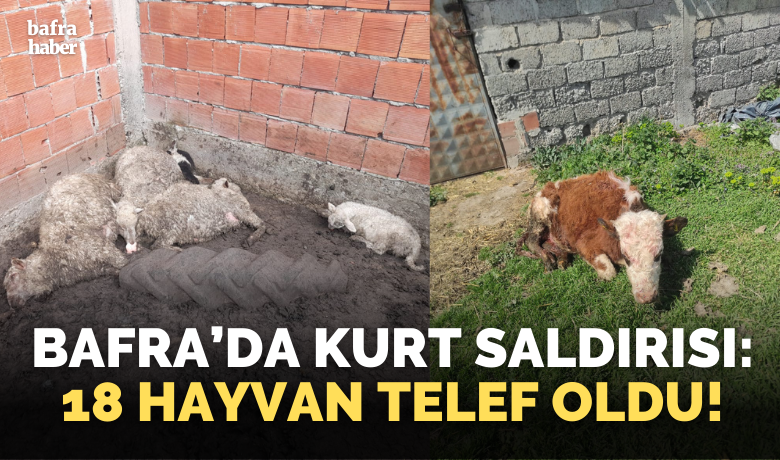 Bafra’da Kurt Saldırısı: 18 Hayvan Telef Oldu!