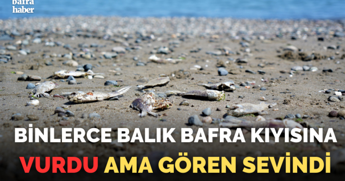 Binlerce balık Bafra kıyısına vurdu ama gören sevindi!