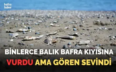 Binlerce balık Bafra kıyısına vurdu ama gören sevindi!