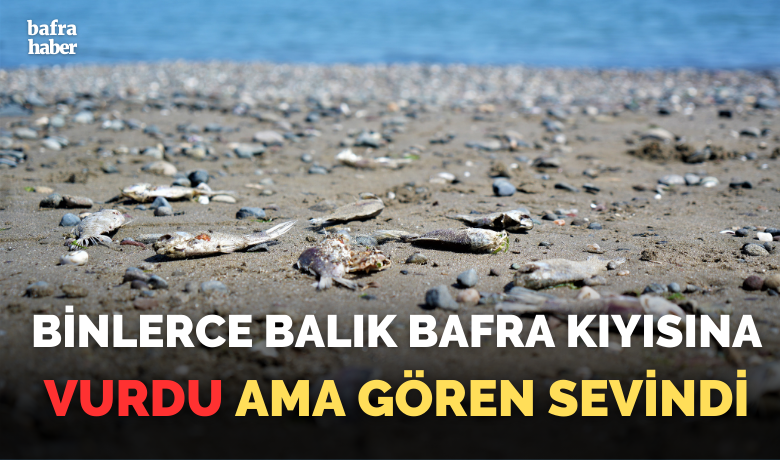 Binlerce İsrail sazanı Karadeniz kıyılarına vurdu