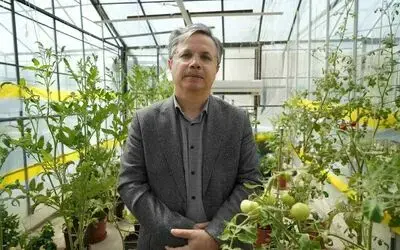 ’Kuraklık stresine dayanıklı’ domatesler geliyor
