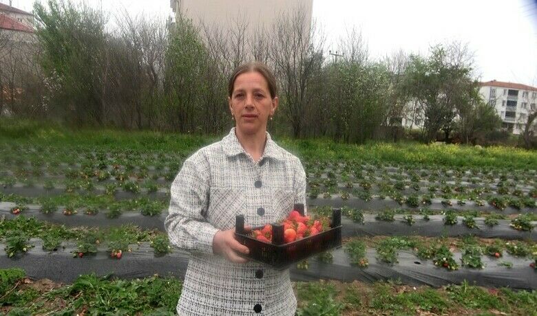 Bu tarlada çilekleri müşteriler topluyor - Samsun’un Bafra İlçesinde çilek tarlasına gelen müşteriler, alacakları çilekleri seçerek kendileri topluyor.
