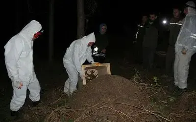 Vezirköprü’de gece yarısı kırmızı karınca operasyonu: Zararlı böcekleri yiyecek
