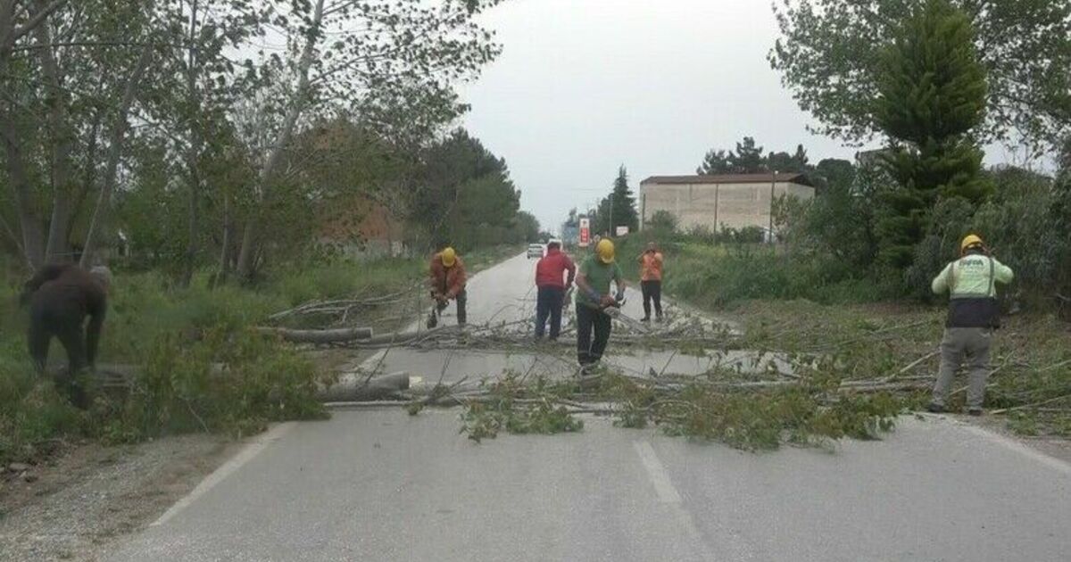Bafra’da fırtına ağaçları devirdi
