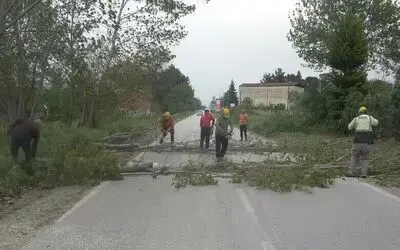 Bafra’da fırtına ağaçları devirdi

