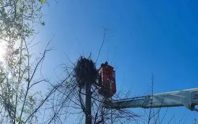 Yuvasına giremeyen leylek için ağaç budandı
