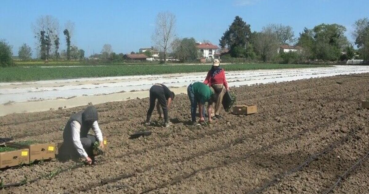 Bafra ovasında yazlık sebze fideleri toprakla buluşuyor.