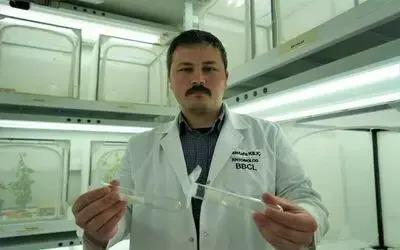 150 bin samuray arısı kahverengi kokarca ile mücadele edecek
