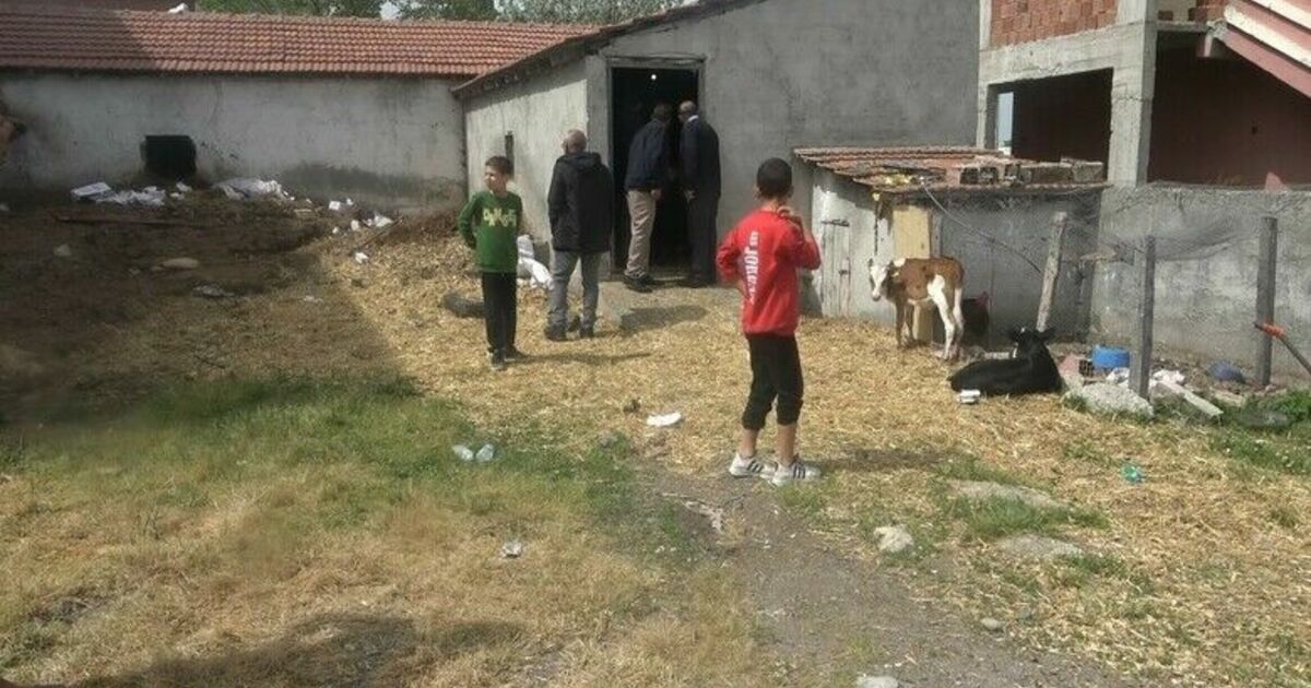 Bafra’da başıboş köpek dehşeti: 12 buzağı ve 1 kuzu telef oldu
