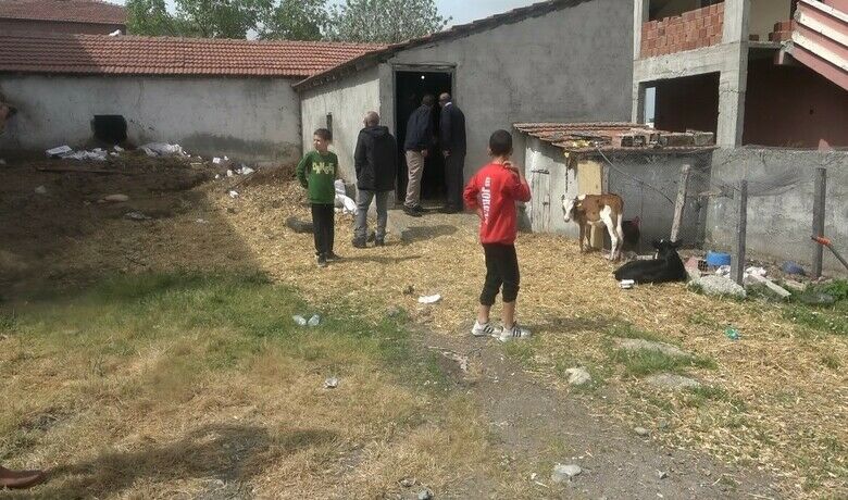 Bafra’da başıboş köpek dehşeti: 12buzağı ve 1 kuzu telef oldu - Samsun’un Bafra ilçesinde bir ahırda 12 süt buzağısı ve 1 kuzu telef edilmiş halde bulundu. Hayvanların sahibi, buzağıları ve kuzuyu başıboş köpeklerin telef ettiğini belirterek, Bafra Belediyesinden şikayetçi olduğunu söyledi.