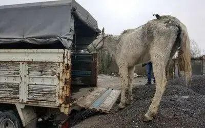 Hayvanlara kötü davranan ve kaçak avlanan 62 kişiye 788 bin TL ceza
