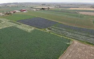 Samsun kenevir, lahana ve karnabahar üretiminde ilk sırada
