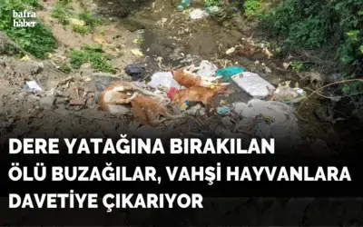 Dere Yatağına Bırakılan Ölü Buzağılar Vahşi Hayvanlara Davetiye Çıkarıyor 