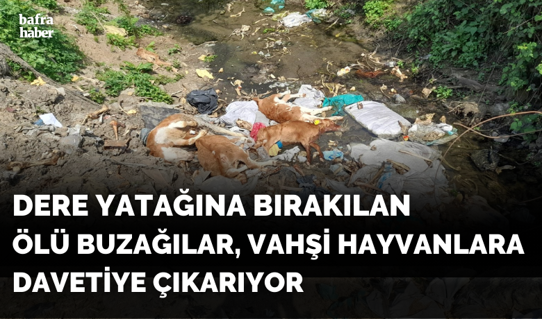 Dere Yatağına Bırakılan ÖlüBuzağılar Vahşi Hayvanlara Davetiye Çıkarıyor  - Bafra'da dere yatağına bırakılan ölü buzağılar vahşi hayvanların bölgeye çekilmesine sebep olmakta.