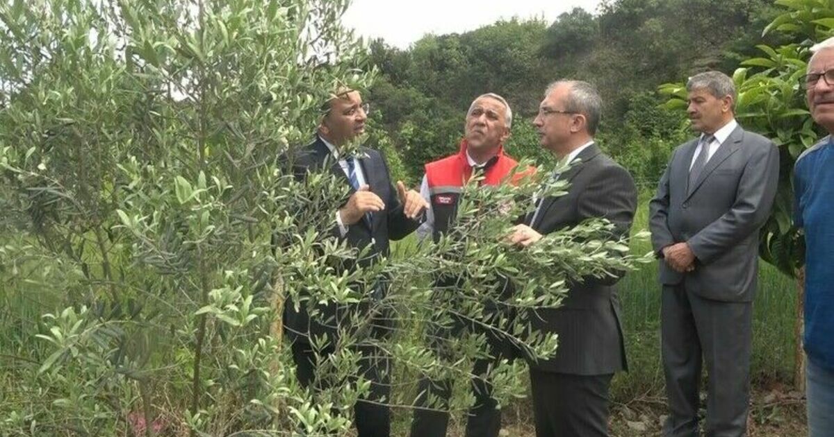Samsun’da zeytincilik yeniden canlanıyor