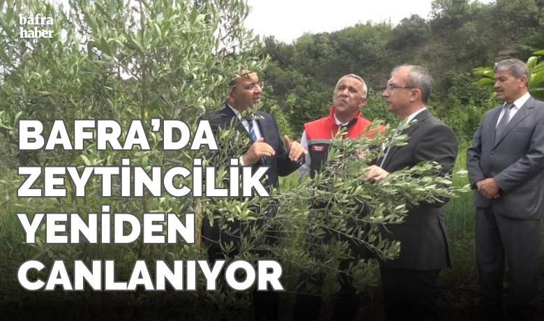 Samsun’da zeytincilik yeniden canlanıyor