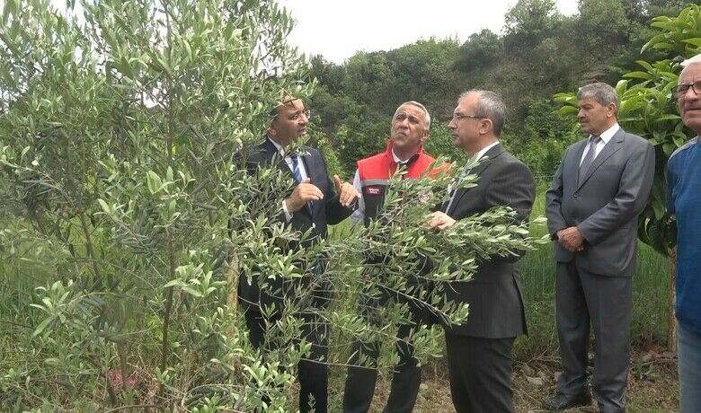 Samsun’da zeytincilik yeniden canlanıyor - Samsun’da unutulan zeytincilik yeniden canlanıyor.
