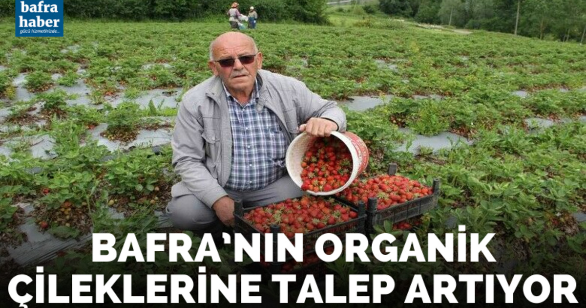 Bafra’nın organik çileklerine talep artıyor