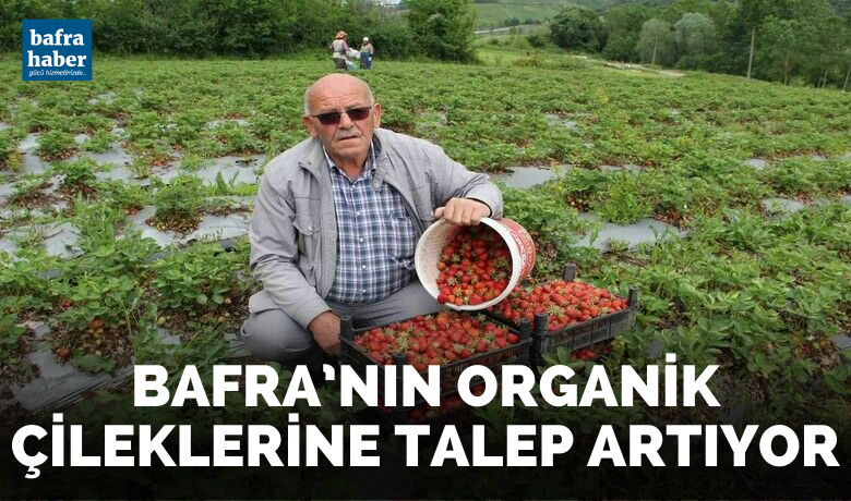 Bafra’nın organik çileklerine talep artıyor - Samsun’un Bafra ilçesinde yetiştirilen organik çilek, lezzeti, aroması ve görselliğiyle oldukça fazla talep görüyor.