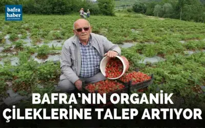 Bafra’nın organik çileklerine talep artıyor