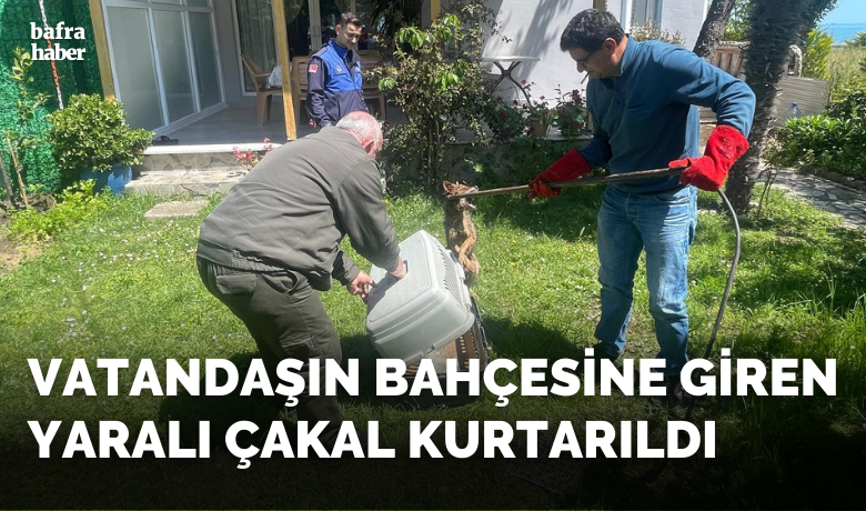 Yakakent'te Yaralı Çakal Kurtarıldı - Samsun' Yakakent ilçesinde vatandaşın bahçesine giren yaralı çakal belediye personeli tarafından kurtarıldı
