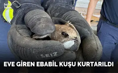 Eve Giren Ebabil Kuşu Kurtarıldı