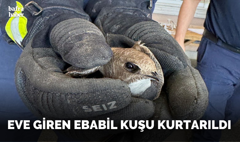 Eve Giren Ebabil Kuşu Kurtarıldı