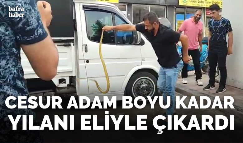 Cesur Adam Boyu Kadar Yılanı Eliyle Çıkardı - Samsun'un Bafra ilçesinde, eski belediye binası önünde gerçekleşen olayda, bir ticari aracın altına kaçan yılan cesur bir vatandaş tarafından çıkarıldı