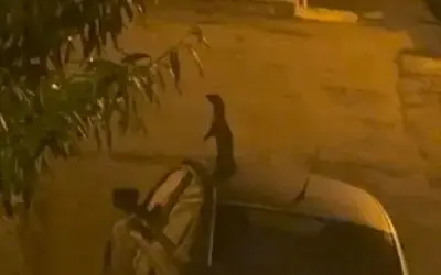 Nesli tükenme tehlikesinde olan sansar sokakta yemek ararken görüntülendi
