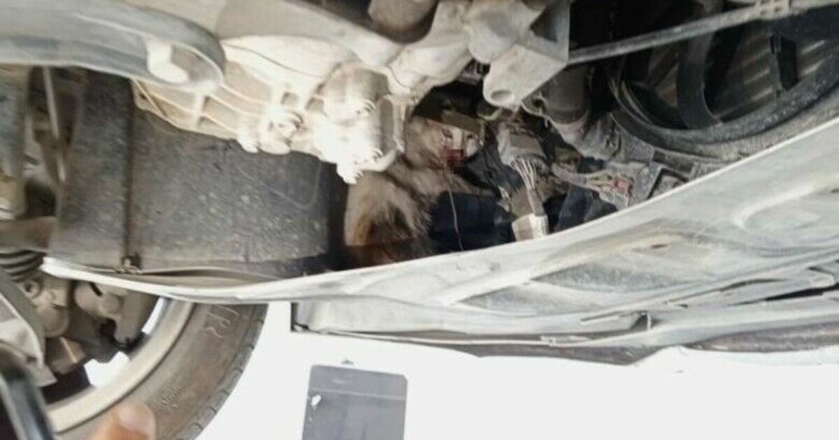 Otomobilin motor kısmına sıkışan kedi tedavi altına alındı