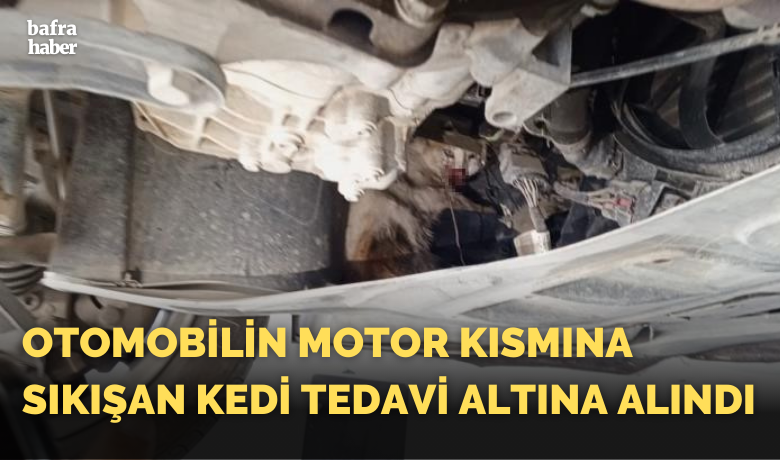 Otomobilin motor kısmına sıkışankedi tedavi altına alındı