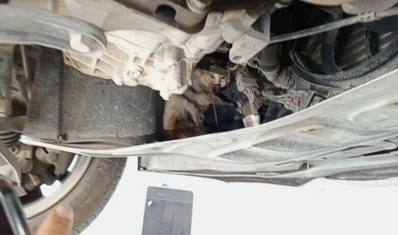 Otomobilin motor kısmına sıkışankedi tedavi altına alındı - Samsun’un Bafra ilçesinde otomobilin motor kısmına sıkışarak yaralanan kedi kurtarılarak tedavi altına alındı.
