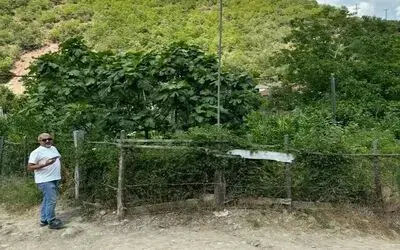 1. Dünya Savaşı sırasındaki Bafra şehitlerinin mezarları içler acısı durumda