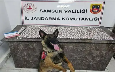 Jandarmadan uyuşturucu satıcılarına operasyon
