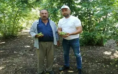 Fındık bahçelerinde kahverengi kokarca artışı
