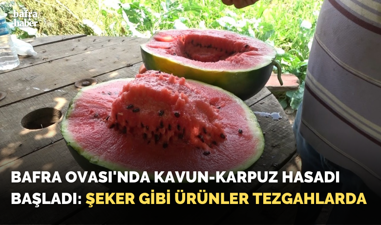 Bafra Ovası’nda kavun-karpuz hasadıbaşladı: Şeker gibi ürünler tezgahlarda